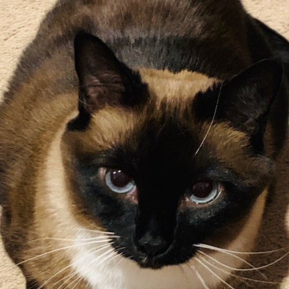 Meet your Posher, Rachel - Picture 1 of 1